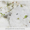Calendula Plantable Seed Greeting Card