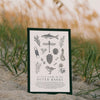 Outer Banks Field Guide