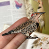 Bird Collective Patch- Northern Flicker