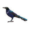 Bird Collective Patch- Boat-Tailed Grackle